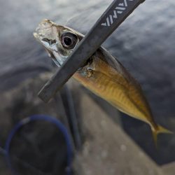 陸っぱり釣行記