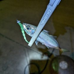 陸っぱり釣行記