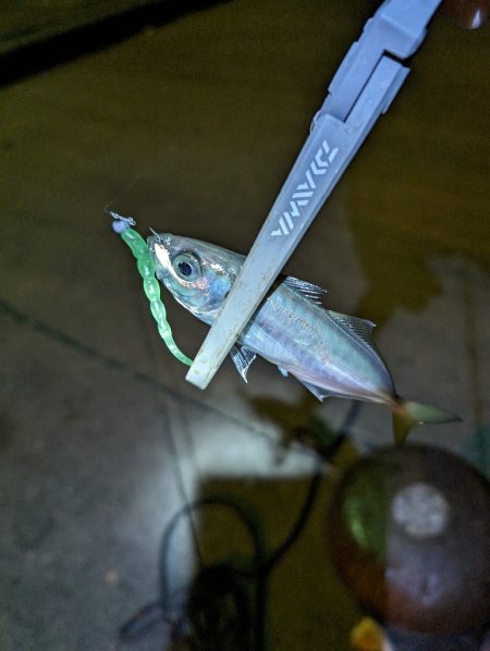 陸っぱり釣行記