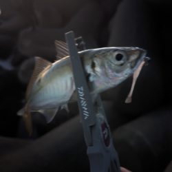 陸っぱり釣行記