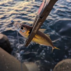 陸っぱり釣行記