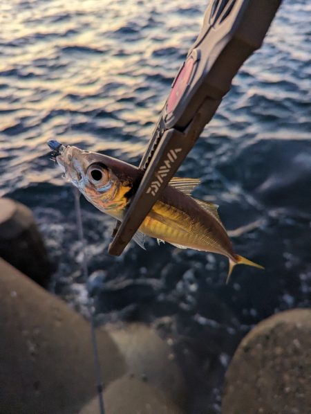 陸っぱり釣行記