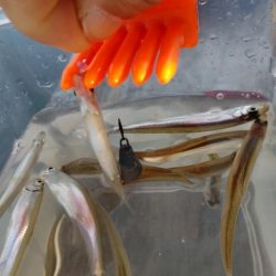 今年の初釣りワカサギ