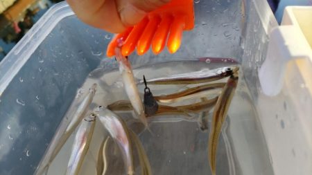 今年の初釣りワカサギ