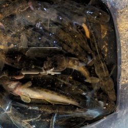 旧中川 落ちハゼ 夜釣り 初釣り