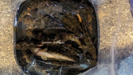 旧中川 落ちハゼ 夜釣り 初釣り