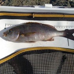 樫野でグレ釣り