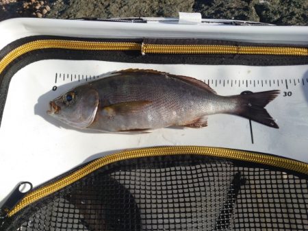樫野でグレ釣り