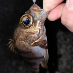 メバリングはムズいのか簡単なのか？