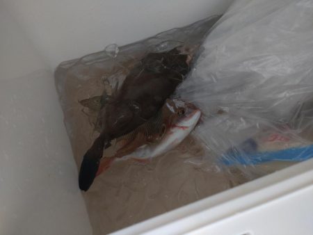 今年最初の船釣りウマズラリベンジ便！！