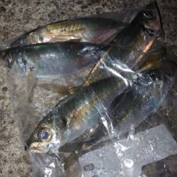 釣り初めアジング🎣