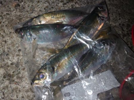 釣り初めアジング🎣