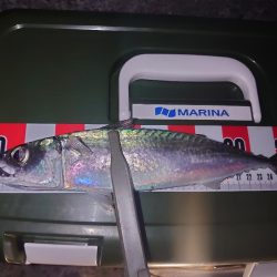 ライトゲーム🎣