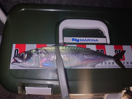 ライトゲーム🎣