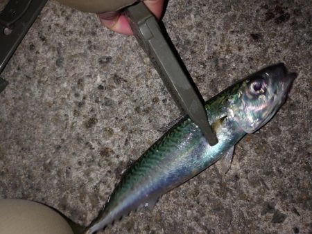 ジグ単アジング🎣