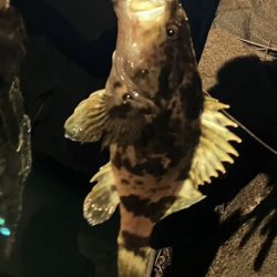 鯵道復活フィッシング