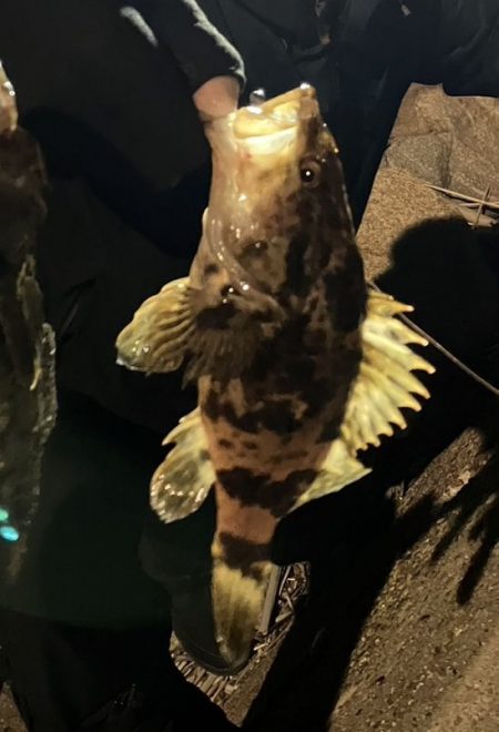 鯵道復活フィッシング