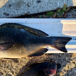 和歌山市江（吉丸渡船）でグレ釣り