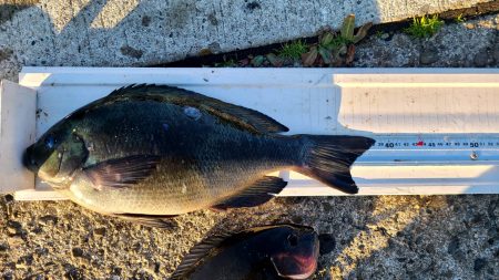 和歌山市江（吉丸渡船）でグレ釣り