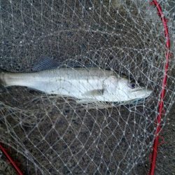 プチsalt water game