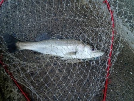 プチsalt water game