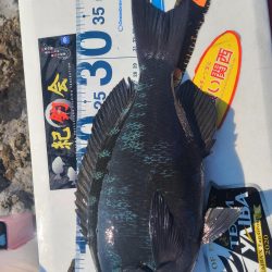 和歌山市江(吉丸渡船)でグレ釣り