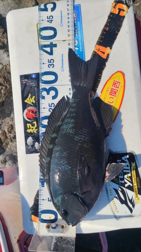 和歌山市江(吉丸渡船)でグレ釣り