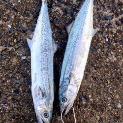 年明けからサゴシ