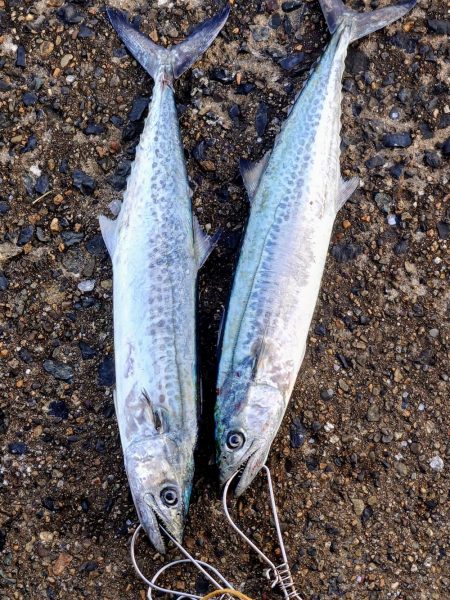 年明けからサゴシ