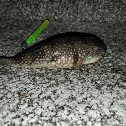 明けましておめでとうございます