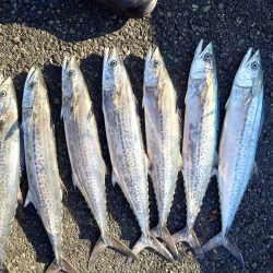 久しぶりのいい日だった