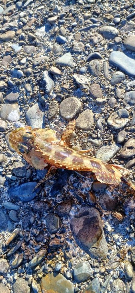 アジ調査＠南紀