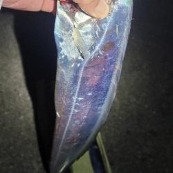 ふぐちゃんの猛攻から逃れて