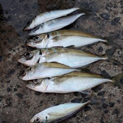 激渋　アジング