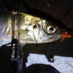 アジフライを仕入れに