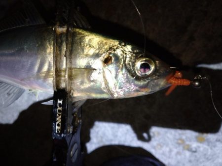 アジフライを仕入れに