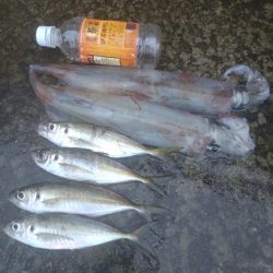 ヤリイカ3杯、アジ4匹