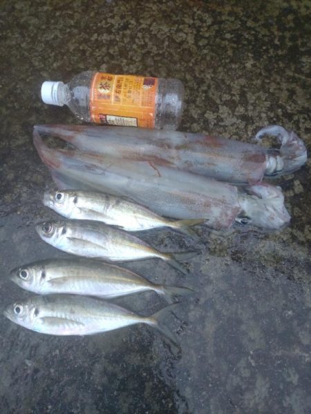 ヤリイカ3杯、アジ4匹