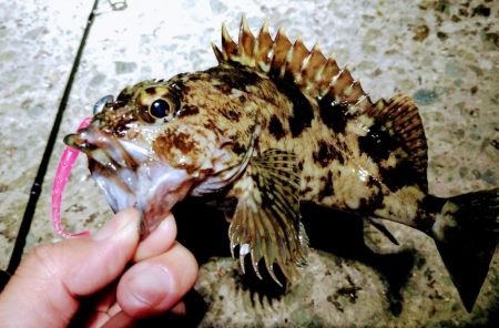 ぼっちで、レレレ連釣！