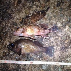 渋いメバリング