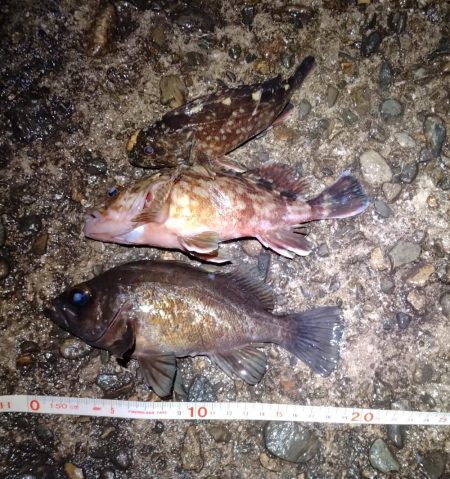 渋いメバリング