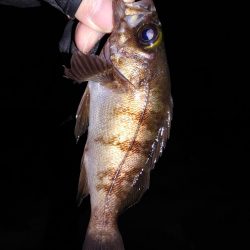 激渋初フィッシング