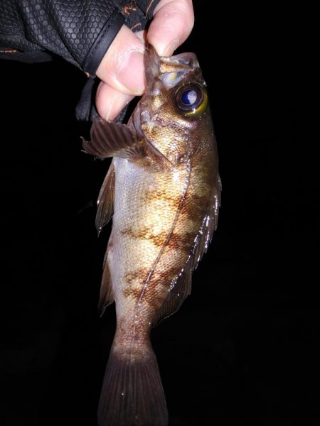 激渋初フィッシング