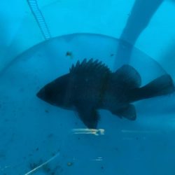 アジュール舞子でサビキとノマセ