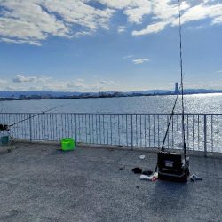 貝塚人口島 暗がり朝まづめサビキでガシラ