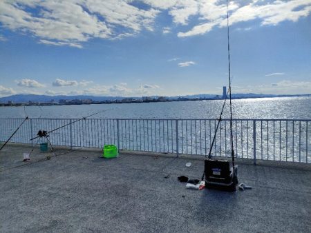 貝塚人口島 暗がり朝まづめサビキでガシラ