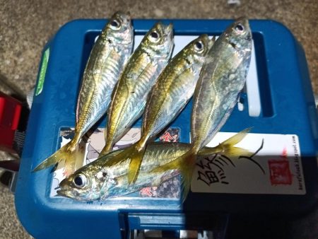 2024/01/01 南港ライトゲーム釣行…