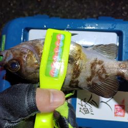 2024/01/02 南港ライトゲーム釣行 (メバル狙い)