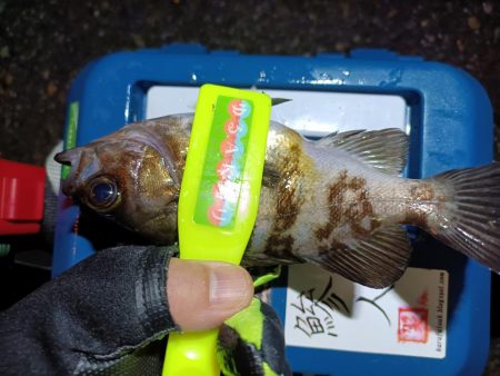 2024/01/02 南港ライトゲーム釣行 (メバル狙い)