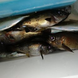 釣り物の移り変わり